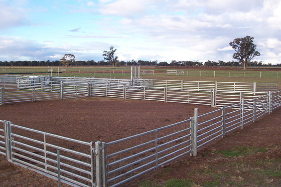 Recinto in serie Panels, pannelli portatili del bestiame galvanizzato 1.7m di acciaio al carbonio della capra
