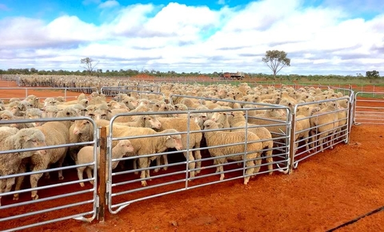 Pannelli di recinzione per bestiame in acciaio zincato da 1,6 m saldati per azienda agricola