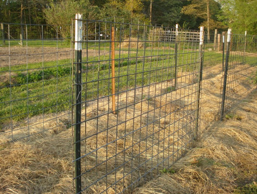6 piedi di T di recinto galvanizzato posta fissato d'acciaio Using dell'azienda agricola