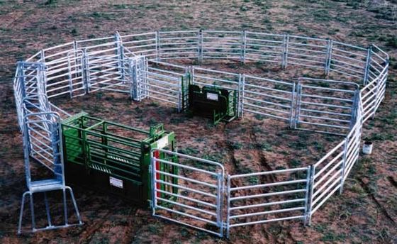 Tubo dell'Australia galvanizzato intorno agli alti pannelli d'acciaio del recinto per bestiame di 1.6m