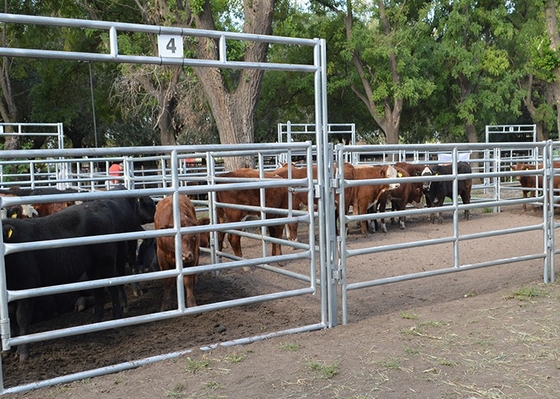 Portoni resistenti dell'azienda agricola di Panels Metal Galvanized del recinto del bestiame di altezza di 1.6m